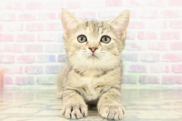 新潟県のマンチカン (Coo&RIKU長岡店/2025年12月14日生まれ/女の子/ブラウンパッチドタビー)の子猫の1枚目の画像