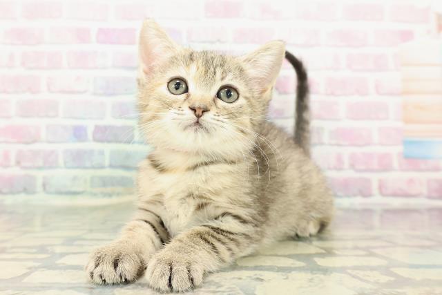 新潟県のマンチカン (Coo&RIKU長岡店/2025年12月14日生まれ/女の子/ブラウンパッチドタビー)の子猫の2枚目の画像