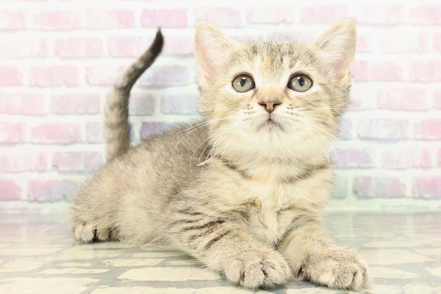 新潟県のマンチカン (Coo&RIKU長岡店/2025年12月14日生まれ/女の子/ブラウンパッチドタビー)の子猫の3枚目の画像