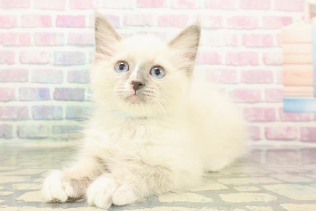 新潟県のラグドール (Coo&RIKU上越店/2025年11月20日生まれ/男の子/ブルーポイントミテッド)の子猫の2枚目の画像