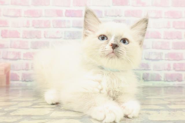 新潟県のラグドール (Coo&RIKU上越店/2025年11月20日生まれ/男の子/ブルーポイントミテッド)の子猫の3枚目の画像