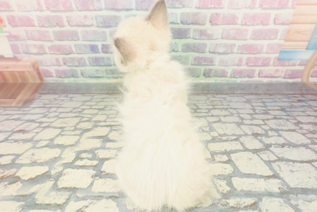 新潟県のラグドール (Coo&RIKU上越店/2025年11月20日生まれ/男の子/ブルーポイントミテッド)の子猫の4枚目の画像