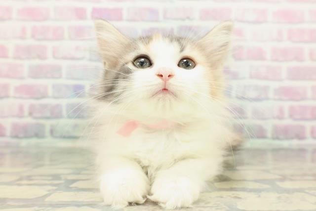 福島県のノルウェージャンフォレストキャット (Coo&RIKU福島店/2025年11月28日生まれ/女の子/ダイリュートキャリコ)の子猫の1枚目の画像