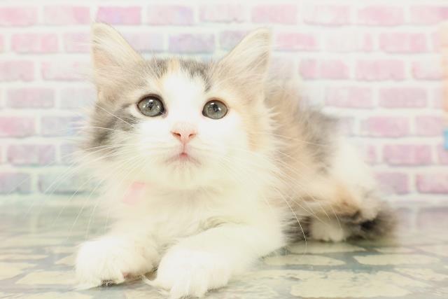 福島県のノルウェージャンフォレストキャット (Coo&RIKU福島店/2025年11月28日生まれ/女の子/ダイリュートキャリコ)の子猫の2枚目の画像