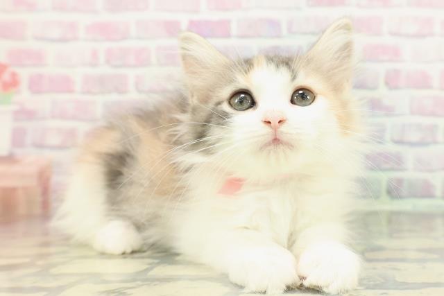 福島県のノルウェージャンフォレストキャット (Coo&RIKU福島店/2025年11月28日生まれ/女の子/ダイリュートキャリコ)の子猫の3枚目の画像