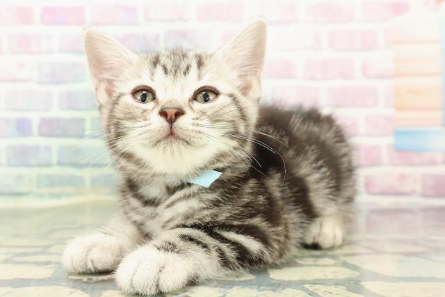 福島県のアメリカンショートヘアー (Coo&RIKU福島店/2025年12月21日生まれ/男の子/シルバークラシックタビー)の子猫の2枚目の画像