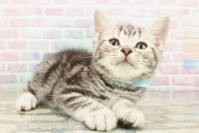 福島県のアメリカンショートヘアー (Coo&RIKU福島店/2025年12月21日生まれ/男の子/シルバークラシックタビー)の子猫の3枚目の画像