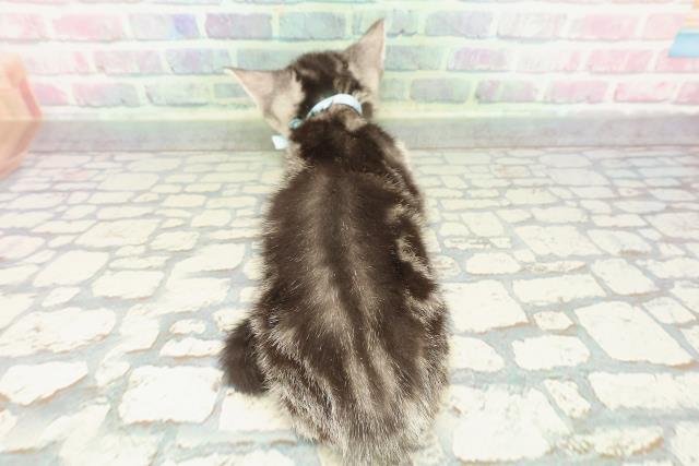 福島県のアメリカンショートヘアー (Coo&RIKU福島店/2025年12月21日生まれ/男の子/シルバークラシックタビー)の子猫の4枚目の画像