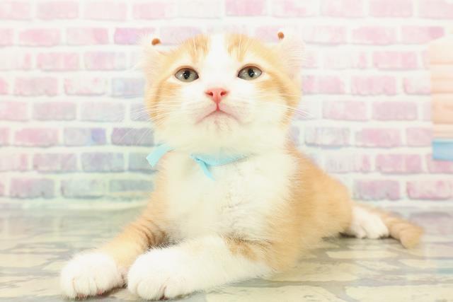 新潟県のアメリカンカール (Coo&RIKU長岡店/2025年12月20日生まれ/男の子/レッドタビーホワイト)の子猫の2枚目の画像