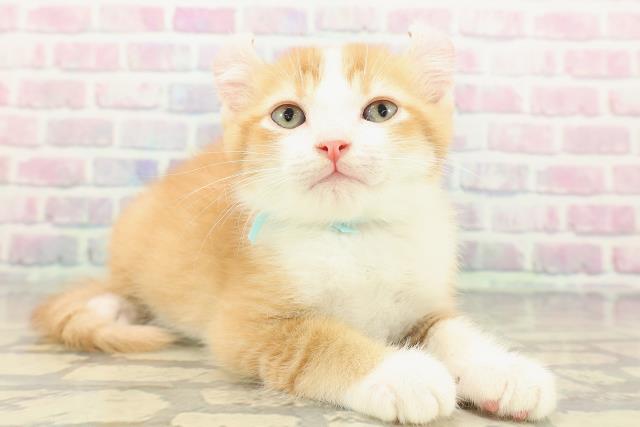 新潟県のアメリカンカール (Coo&RIKU長岡店/2025年12月20日生まれ/男の子/レッドタビーホワイト)の子猫の3枚目の画像