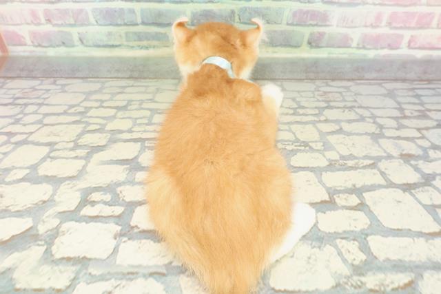 新潟県のアメリカンカール (Coo&RIKU長岡店/2025年12月20日生まれ/男の子/レッドタビーホワイト)の子猫の4枚目の画像