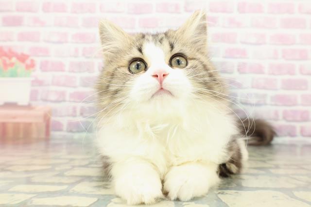 群馬県のミヌエット (Coo&RIKU高崎店/2025年10月19日生まれ/男の子/ブラウンタビーホワイト)の子猫の1枚目の画像