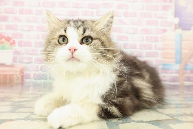 群馬県のミヌエット (Coo&RIKU高崎店/2025年10月19日生まれ/男の子/ブラウンタビーホワイト)の子猫の2枚目の画像