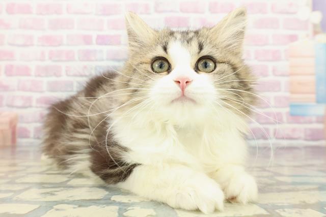 群馬県のミヌエット (Coo&RIKU高崎店/2025年10月19日生まれ/男の子/ブラウンタビーホワイト)の子猫の3枚目の画像