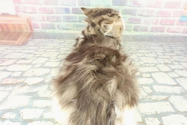 群馬県のミヌエット (Coo&RIKU高崎店/2025年10月19日生まれ/男の子/ブラウンタビーホワイト)の子猫の4枚目の画像