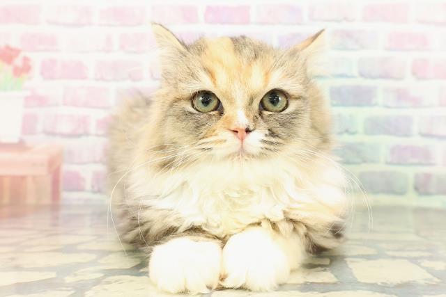 千葉県のミヌエット (Coo&RIKU市原店/2025年10月19日生まれ/女の子/ブラウンパッチドタビーホワイト)の子猫の1枚目の画像