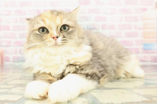 千葉県のミヌエット (Coo&RIKU市原店/2025年10月19日生まれ/女の子/ブラウンパッチドタビーホワイト)の子猫の2枚目の画像