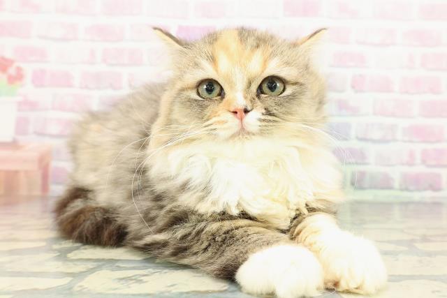 千葉県のミヌエット (Coo&RIKU市原店/2025年10月19日生まれ/女の子/ブラウンパッチドタビーホワイト)の子猫の3枚目の画像