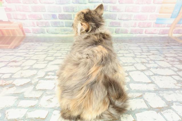 千葉県のミヌエット (Coo&RIKU市原店/2025年10月19日生まれ/女の子/ブラウンパッチドタビーホワイト)の子猫の4枚目の画像