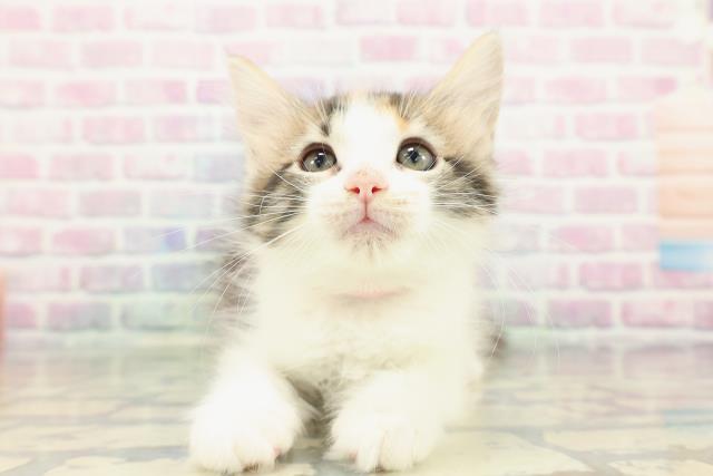 沖縄県のメインクーン (Coo&RIKU沖縄浦添店/2025年12月13日生まれ/女の子/キャリコ)の子猫の1枚目の画像