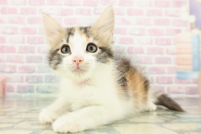 沖縄県のメインクーン (Coo&RIKU沖縄浦添店/2025年12月13日生まれ/女の子/キャリコ)の子猫の2枚目の画像