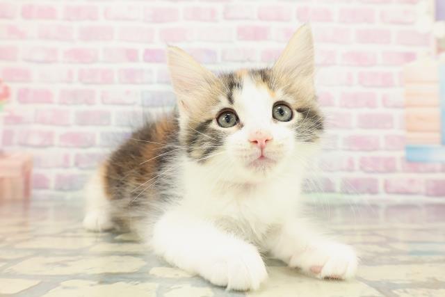 沖縄県のメインクーン (Coo&RIKU沖縄浦添店/2025年12月13日生まれ/女の子/キャリコ)の子猫の3枚目の画像