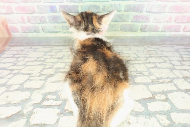 沖縄県のメインクーン (Coo&RIKU沖縄浦添店/2025年12月13日生まれ/女の子/キャリコ)の子猫の4枚目の画像