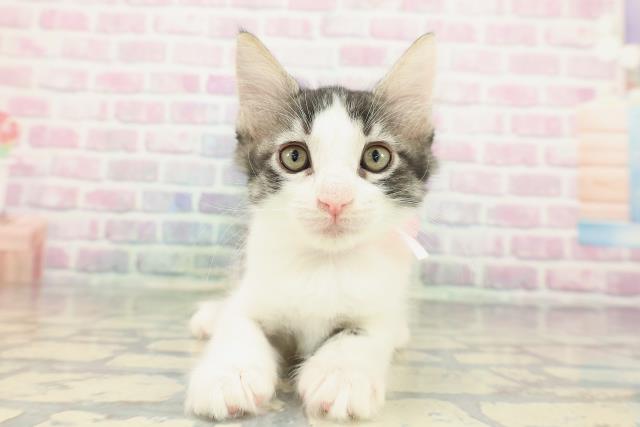 福島県のメインクーン (Coo&RIKU福島店/2025年12月13日生まれ/女の子/ブラウンタビーホワイト)の子猫の1枚目の画像