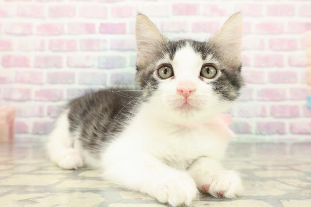 福島県のメインクーン (Coo&RIKU福島店/2025年12月13日生まれ/女の子/ブラウンタビーホワイト)の子猫の3枚目の画像