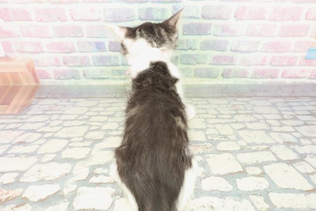 福島県のメインクーン (Coo&RIKU福島店/2025年12月13日生まれ/女の子/ブラウンタビーホワイト)の子猫の4枚目の画像