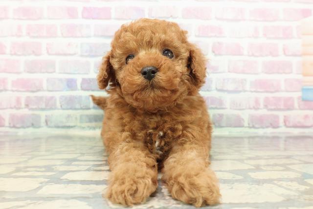 福島県のトイプードル(トイ) (Coo&RIKUいわき店/2025年12月21日生まれ/男の子/レッド)の子犬の1枚目の画像