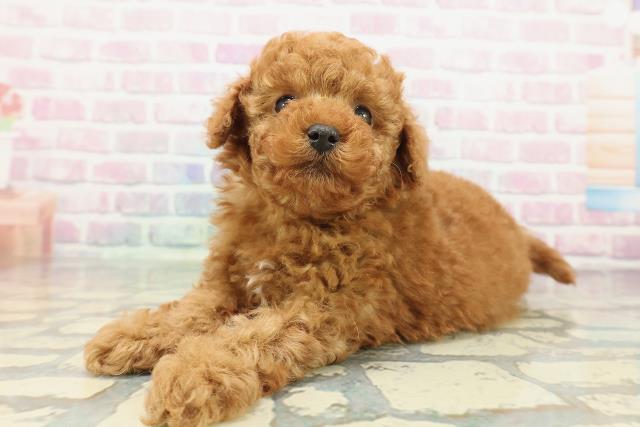 福島県のトイプードル(トイ) (Coo&RIKUいわき店/2025年12月21日生まれ/男の子/レッド)の子犬の2枚目の画像