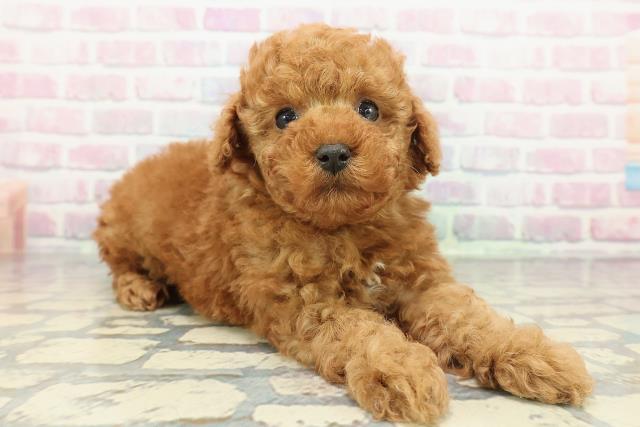 福島県のトイプードル(トイ) (Coo&RIKUいわき店/2025年12月21日生まれ/男の子/レッド)の子犬の3枚目の画像