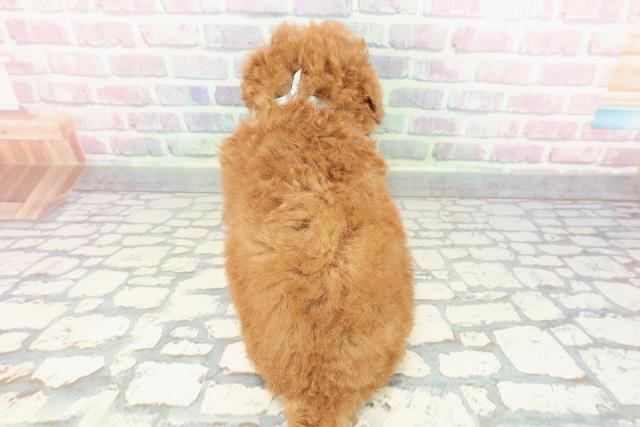 福島県のトイプードル(トイ) (Coo&RIKUいわき店/2025年12月21日生まれ/男の子/レッド)の子犬の4枚目の画像