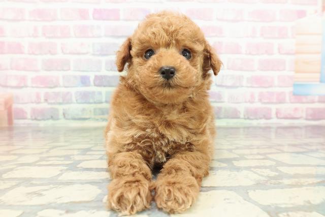 石川県のトイプードル(トイ) (Coo&RIKUイオン野々市南店/2025年12月21日生まれ/男の子/レッド)の子犬の1枚目の画像