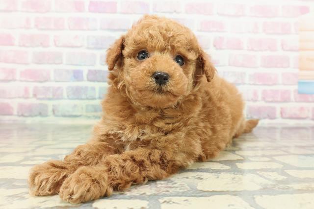 石川県のトイプードル(トイ) (Coo&RIKUイオン野々市南店/2025年12月21日生まれ/男の子/レッド)の子犬の2枚目の画像