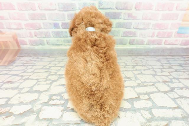 石川県のトイプードル(トイ) (Coo&RIKUイオン野々市南店/2025年12月21日生まれ/男の子/レッド)の子犬の4枚目の画像