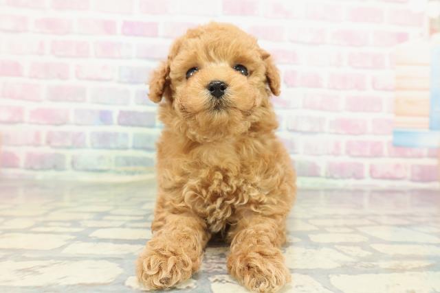 新潟県のトイプードル(トイ) (Coo&RIKU長岡店/2025年12月21日生まれ/女の子/アプリコット)の子犬の1枚目の画像