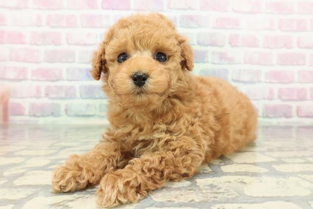 新潟県のトイプードル(トイ) (Coo&RIKU長岡店/2025年12月21日生まれ/女の子/アプリコット)の子犬の2枚目の画像