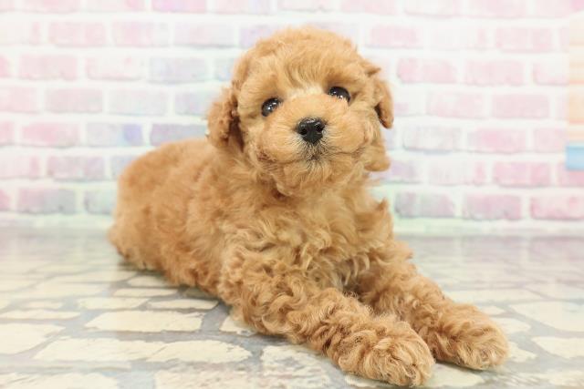 新潟県のトイプードル(トイ) (Coo&RIKU長岡店/2025年12月21日生まれ/女の子/アプリコット)の子犬の3枚目の画像