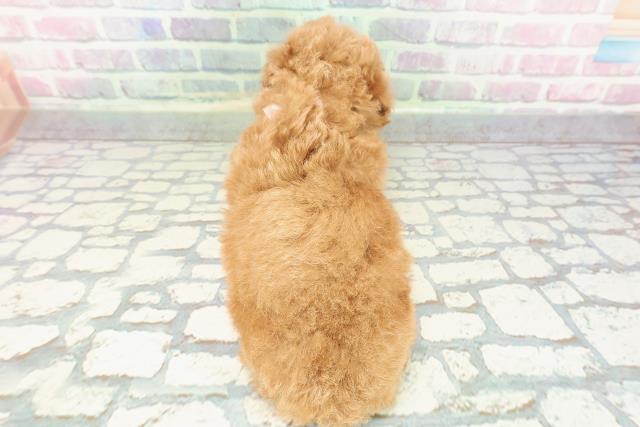 新潟県のトイプードル(トイ) (Coo&RIKU長岡店/2025年12月21日生まれ/女の子/アプリコット)の子犬の4枚目の画像