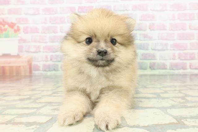 北海道のポメラニアン (Coo&RIKU釧路店/2025年12月13日生まれ/男の子/オレンジ)の子犬の1枚目の画像