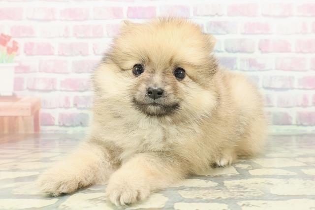 北海道のポメラニアン (Coo&RIKU釧路店/2025年12月13日生まれ/男の子/オレンジ)の子犬の2枚目の画像