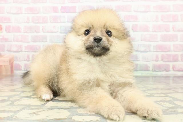 北海道のポメラニアン (Coo&RIKU釧路店/2025年12月13日生まれ/男の子/オレンジ)の子犬の3枚目の画像