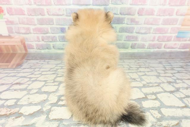 北海道のポメラニアン (Coo&RIKU釧路店/2025年12月13日生まれ/男の子/オレンジ)の子犬の4枚目の画像