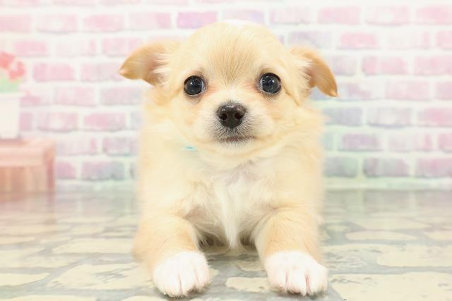 青森県のチワワ(ロング) (Coo&RIKU青森店/2025年12月20日生まれ/男の子/クリームホワイト)の子犬の1枚目の画像