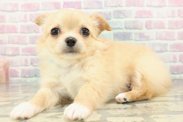 青森県のチワワ(ロング) (Coo&RIKU青森店/2025年12月20日生まれ/男の子/クリームホワイト)の子犬の2枚目の画像