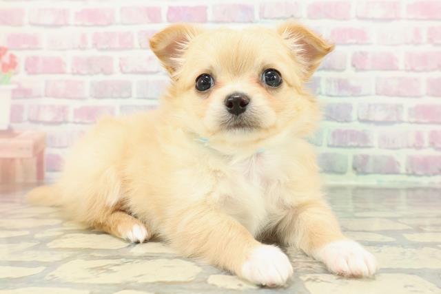 青森県のチワワ(ロング) (Coo&RIKU青森店/2025年12月20日生まれ/男の子/クリームホワイト)の子犬の3枚目の画像