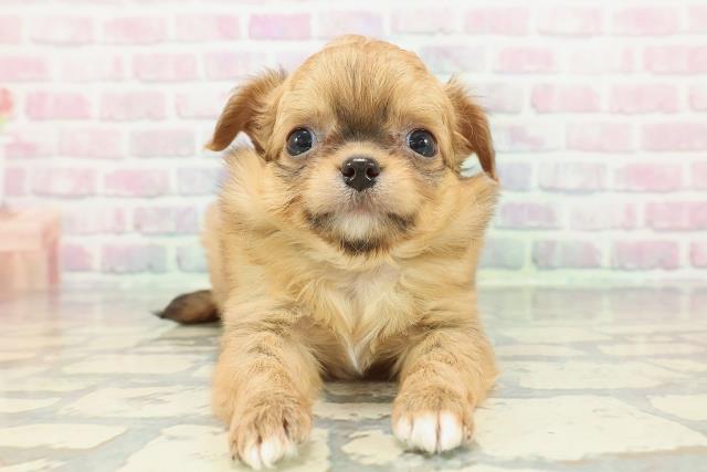 沖縄県のチワワ(ロング) (Coo&RIKUイオン北谷店/2025年12月20日生まれ/男の子/レッドホワイト)の子犬の1枚目の画像