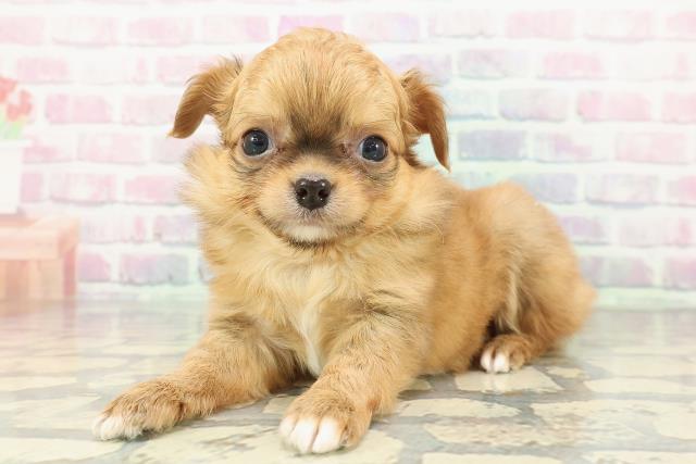 沖縄県のチワワ(ロング) (Coo&RIKUイオン北谷店/2025年12月20日生まれ/男の子/レッドホワイト)の子犬の2枚目の画像